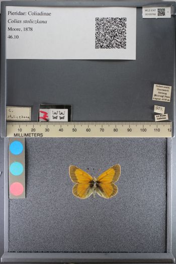 Media type: image;   Entomology 193766